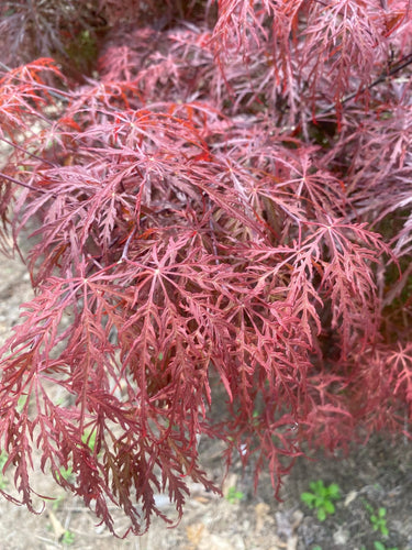 Acer palmatum 'Bewely's Red' Red Lace Leaf Japanese Maple - Maple Ridge Nursery